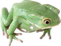 WEBP