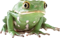 WEBP