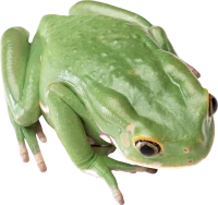 WEBP