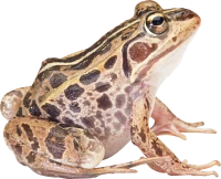 WEBP