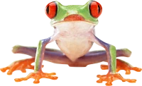 WEBP