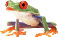 WEBP