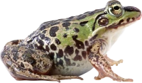 WEBP