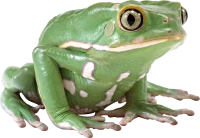 WEBP