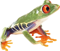 WEBP
