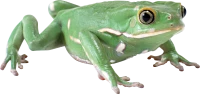 WEBP