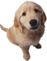 WEBP