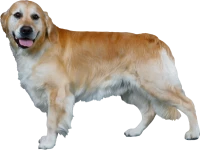 WEBP
