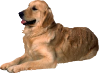 WEBP