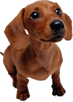 WEBP