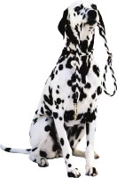 WEBP