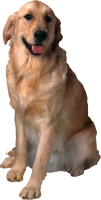 WEBP