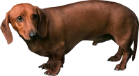 WEBP