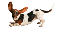 WEBP