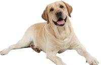 WEBP