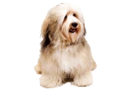 WEBP