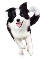 WEBP