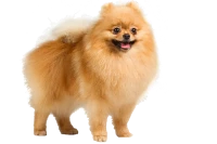 WEBP