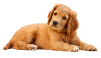 WEBP