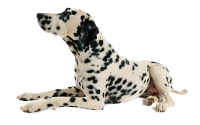 WEBP