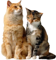 WEBP