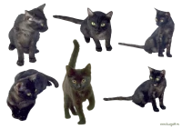 WEBP