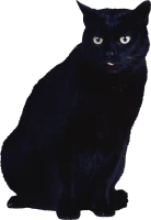 WEBP