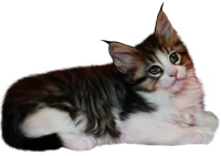 WEBP