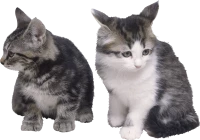 WEBP