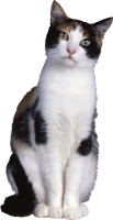 WEBP