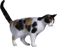 WEBP