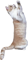 WEBP