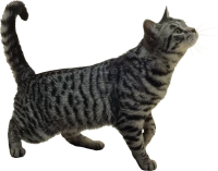 WEBP