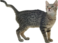 WEBP