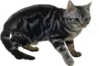 WEBP