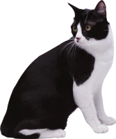 WEBP