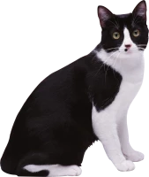 WEBP