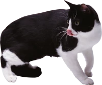WEBP