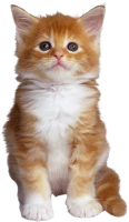 WEBP