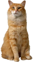 WEBP