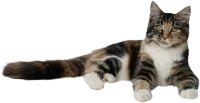 WEBP