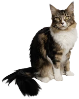 WEBP