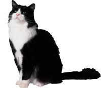 WEBP