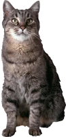 WEBP