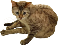WEBP