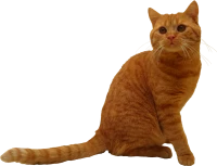 WEBP