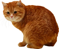WEBP
