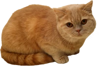 WEBP
