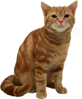 WEBP