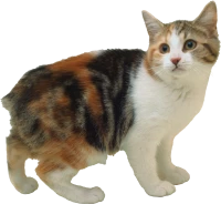 WEBP